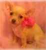 Chihuahua puppies