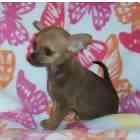 Chihuahua puppies