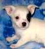 chihuahua puppies for sale