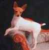 Toy Fox Terrier puppies for sale