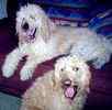 Goldendoodle puppies for sale