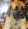 English Mastiff puppies for sale