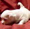 Maltese puppies