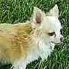 Chihuahua puppies