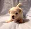 Malti Tzu puppies for sale 