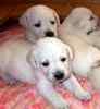 Labrador Retriever puppies for sale 