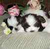 Shih Tzu puppies for sale 