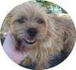 Wire Fox Terrier puppies for sale