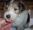 Wire Fox Terrier puppies for sale
