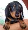 Dachshund puppies for sale
