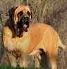 English Mastiff puppies for sale 