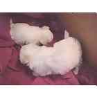 Maltese puppies