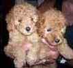 Toy Poodle puppies for sale