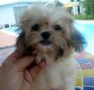 Peekapoo puppies for sale 