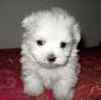 Maltese dogs for sale 