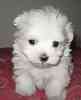 Maltese puppies for sale