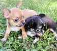 Chihuahua puppies for sale 