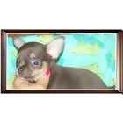 Chihuahua puppies