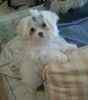Maltese puppies