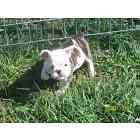 English Bulldog puppies for sale
