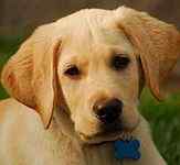 Labrador Retriever puppies for sale 