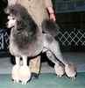 Poodle puppies for sale 