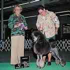 Standard Poodle puppies
