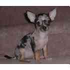 Chihuahua puppies