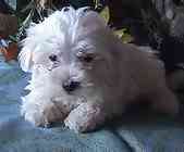 Maltese puppies