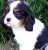 Cavalier King Charles Spaniel puppies for sale