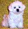 Maltese breeder
