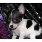 Chihuahua puppies