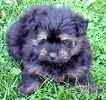 Porkie (Pomeranian / Yorkshire Terrier mix) puppies for sale 