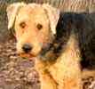 Airedale puppies for sale