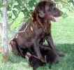 Labrador Retriever puppies for sale 