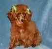 Toy Poodle puppies for sale