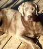 Labrador Retriever puppies for sale 