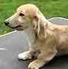 Dachshund puppies for sale