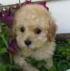 Toy Poodle puppies for sale