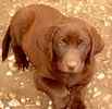 Labrador Retriever puppies for sale 