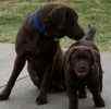 Labrador Retriever puppies for sale