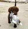 Chesapeake Bay Retriever puppies for sale
