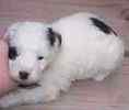 Toy Poodle puppies for sale