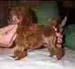 Toy Poodle puppies for sale