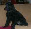Poodle puppies for sale 
