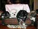 Peekapoo puppies for sale 