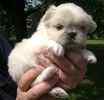 Maltese puppies
