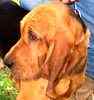 Bloodhound puppies for sale