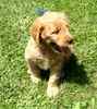 Goldendoodle puppies for sale