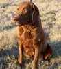 Chesapeake Bay Retriever puppies for sale 
